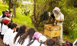 Taller-de-Apicultura